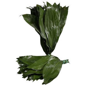 Aspidistra elatior per bos