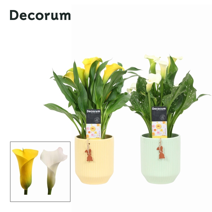 <h4>Zantedeschia (Calla) Geel/Wit in Ompot Nicolette PASEN (Decorum)</h4>