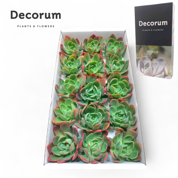 <h4>Echeveria Luella Cutflower</h4>