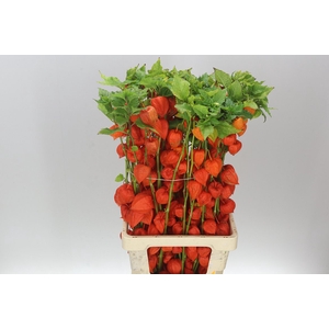 Physalis Orange A2