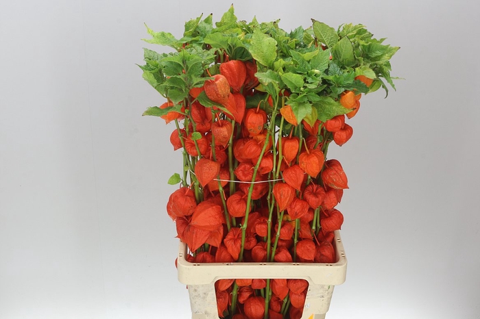 <h4>Physalis Orange A2</h4>