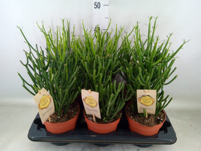 <h4>Euphorbia tirucalli</h4>