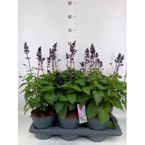 Salvia  'Salgoon Lake Blueberry'