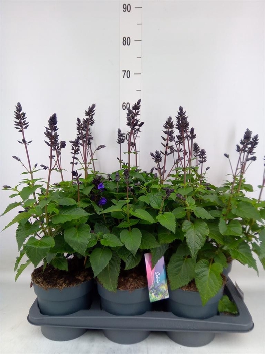 <h4>Salvia  'Salgoon Lake Blueberry'</h4>