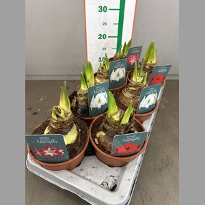HIPPEASTRUM REGULAR MIX 2 KNOP