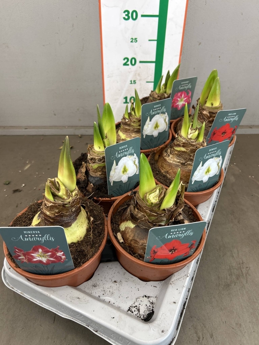 <h4>HIPPEASTRUM REGULAR MIX 2 KNOP</h4>