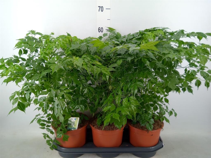 <h4>Radermachera sinica</h4>