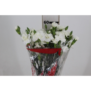 CRAVO SPRAY BOUNTY 060 CM