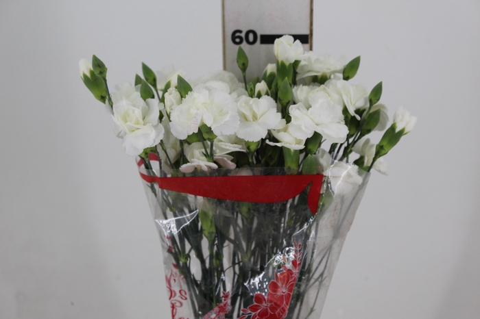 <h4>CRAVO SPRAY BOUNTY 060 CM</h4>