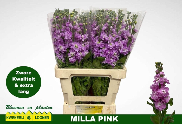 <h4>MATTH MILLA ROSE</h4>