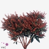 CONIFEER BLAUW 5 KG