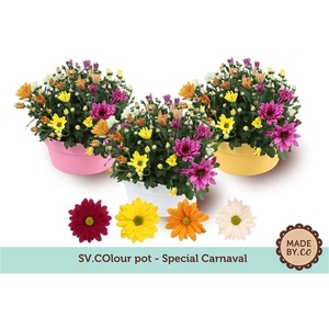 Chrysanthemum Indicum Grp gemengd per pot