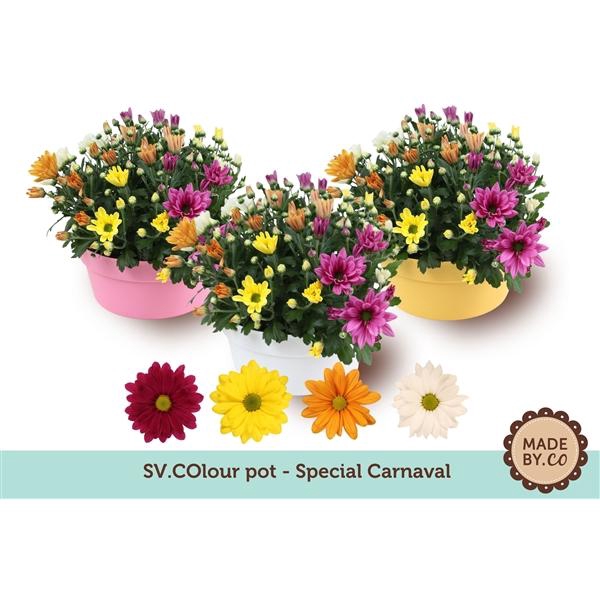 <h4>Chrysanthemum Indicum Grp gemengd per pot</h4>