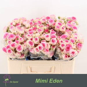 R TR MIMI EDEN