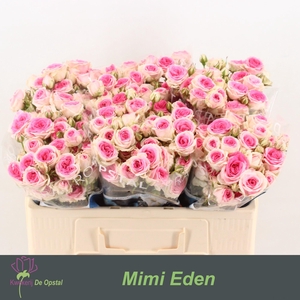 R TR MIMI EDEN