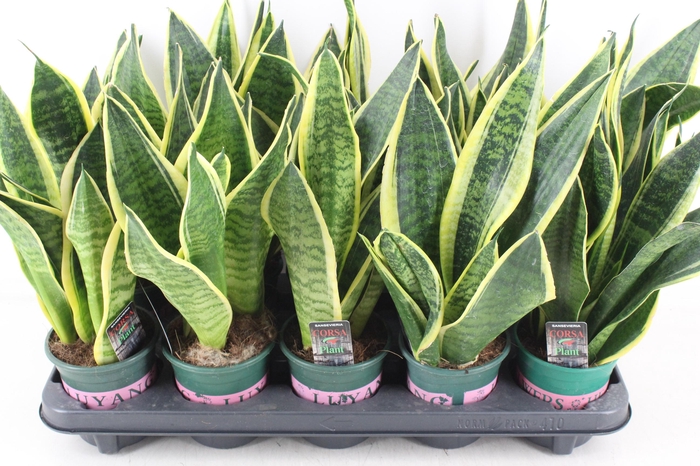 <h4>arr3 CP - Sansev superbia 410/10</h4>