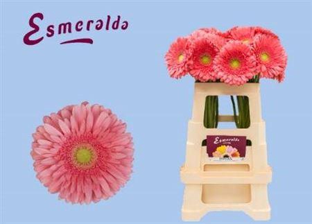 <h4>Ge Gr Enrique</h4>