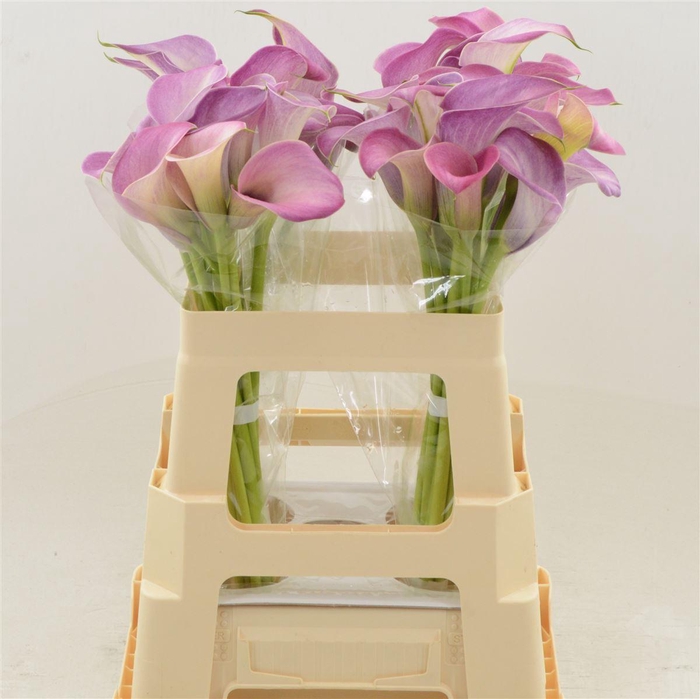 <h4>Calla Denver | Dubbelbloemig</h4>