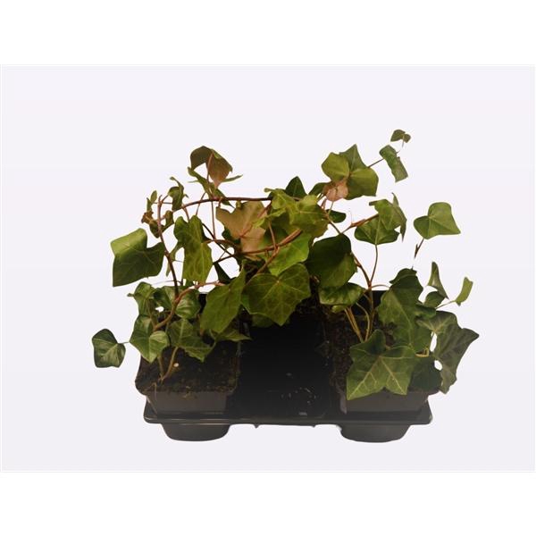 <h4>Hedera Helix 'Hesma'</h4>