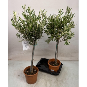 OLEA EUROPAEA