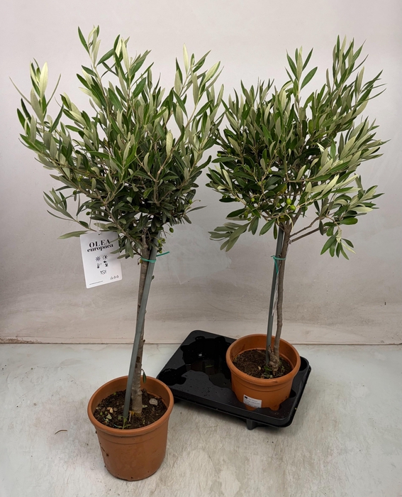 <h4>OLEA EUROPAEA</h4>