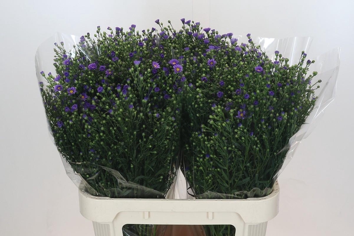 <h4>Aster Casamare</h4>