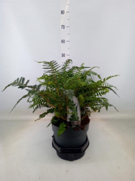 <h4>Ferns   ...mix</h4>