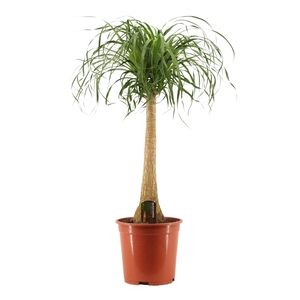 Beaucarnea recht 27 cm