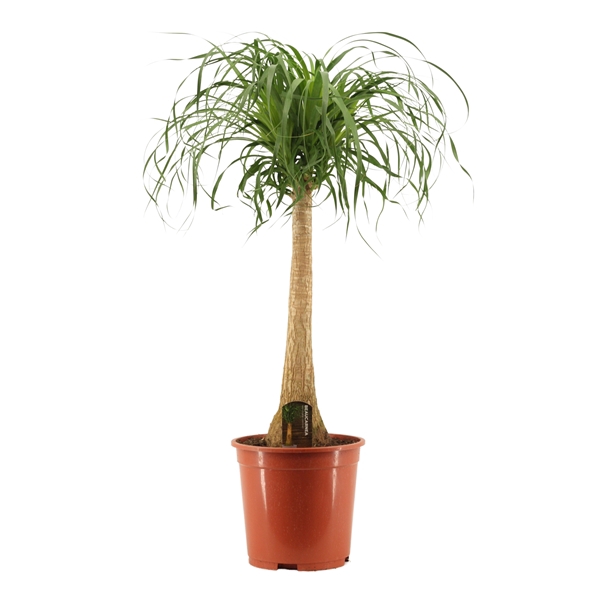 <h4>Beaucarnea recht 27 cm</h4>