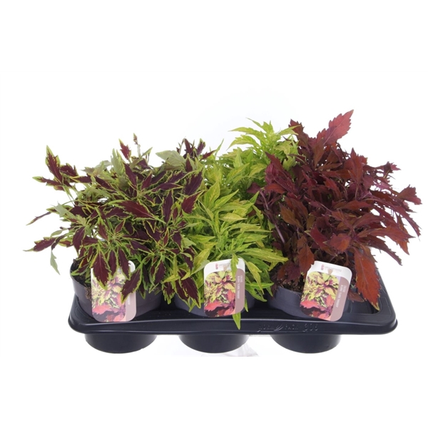 <h4>Coleus FlameThrower mix</h4>