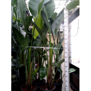 Strelitzia nicolai