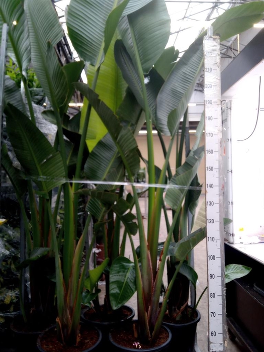 <h4>Strelitzia nicolai</h4>