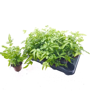 PTERIS ALBOLINEATA