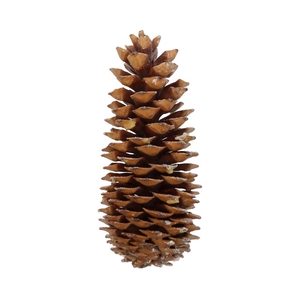 Pinecone Sugar Scented Orange Cinnamon Slv L35