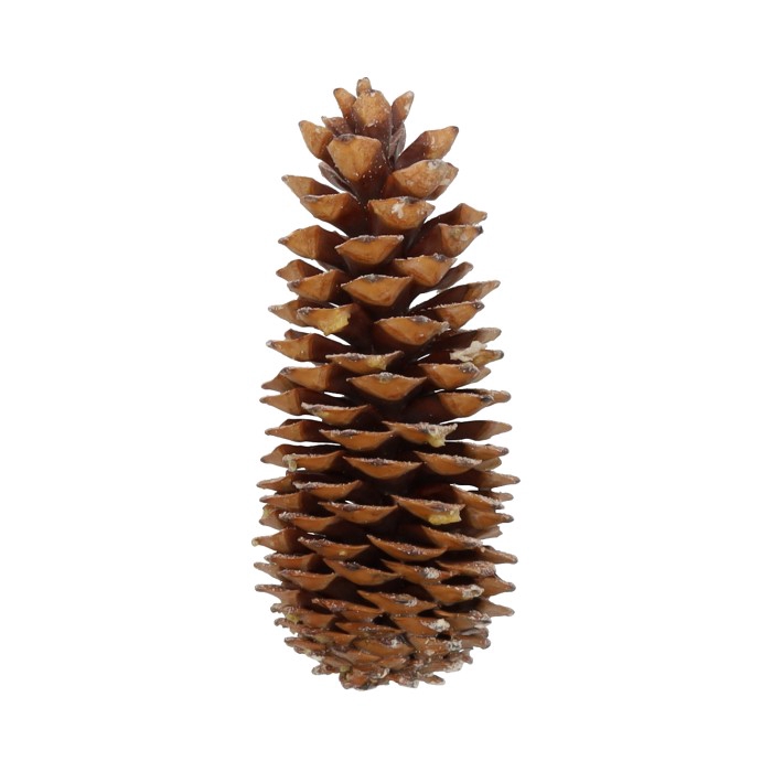 <h4>Pinecone Sugar Scented Orange Cinnamon Slv L35</h4>