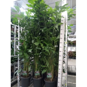 Caryota mitis