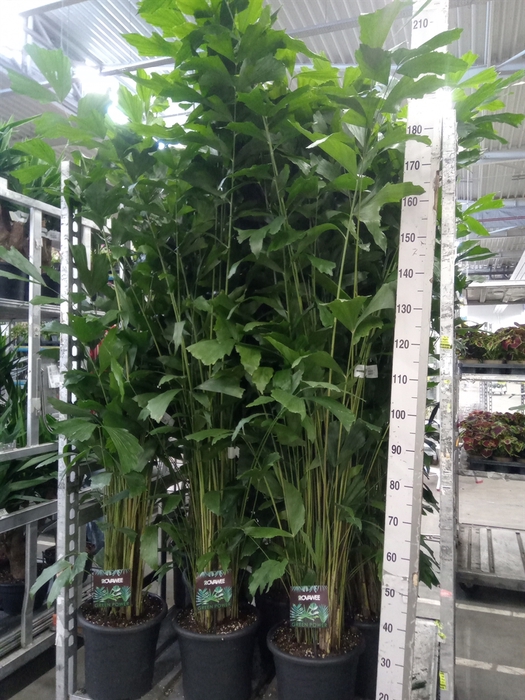 <h4>Caryota mitis</h4>