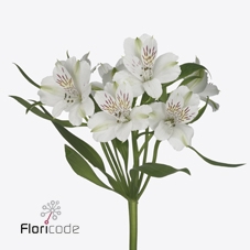 Alstroemeria virginia