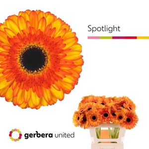 GE GR SPOTLIGHT.