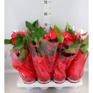 Anthurium andr. 'Casparo'