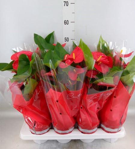 Anthurium andr. 'Casparo'