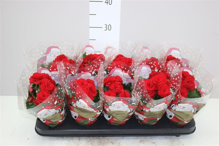 <h4>Begonia Du Baladin</h4>