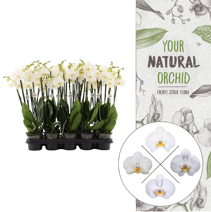 <h4>Your Natural Orchid | White 60/65cm | Phalaenopsis 4 spike</h4>