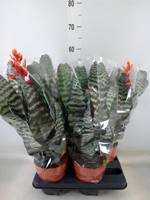 <h4>Aechmea   ...</h4>