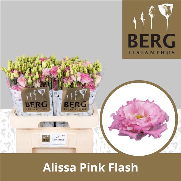 <h4>Eust Alissa Pink Flash Berg</h4>