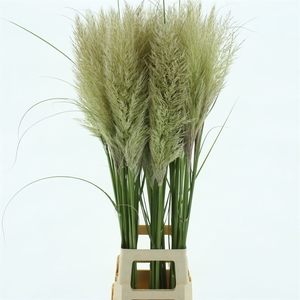 Corta Evita Fresh N L