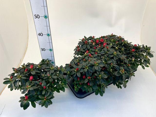 <h4>RHODO SI RED P13</h4>