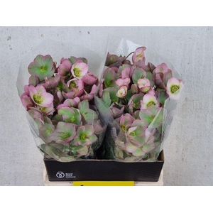 HELLEB FROSTKISS DOROTHYS DAWN