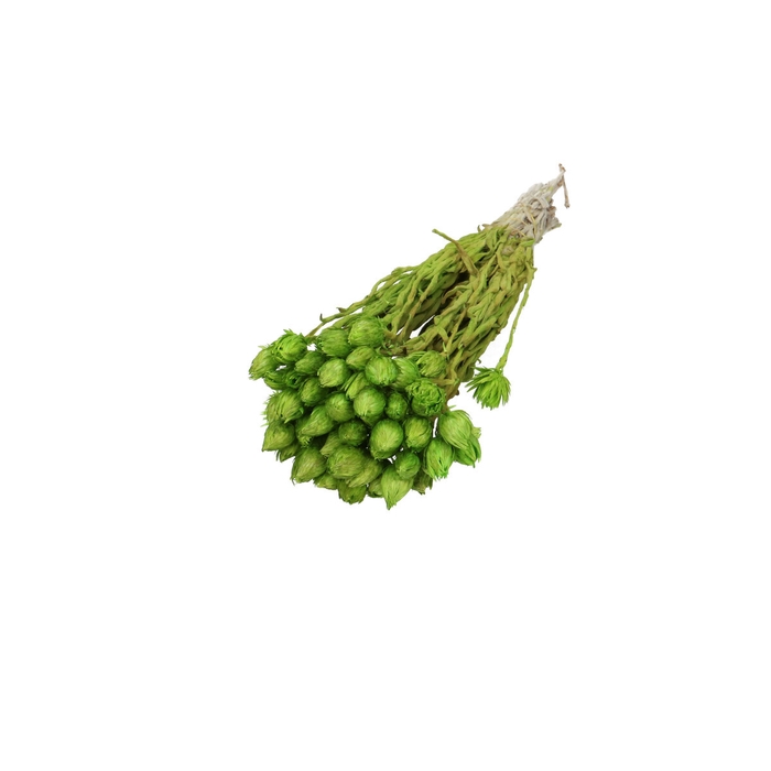 <h4>Droogbloem Kaaps 45cm</h4>