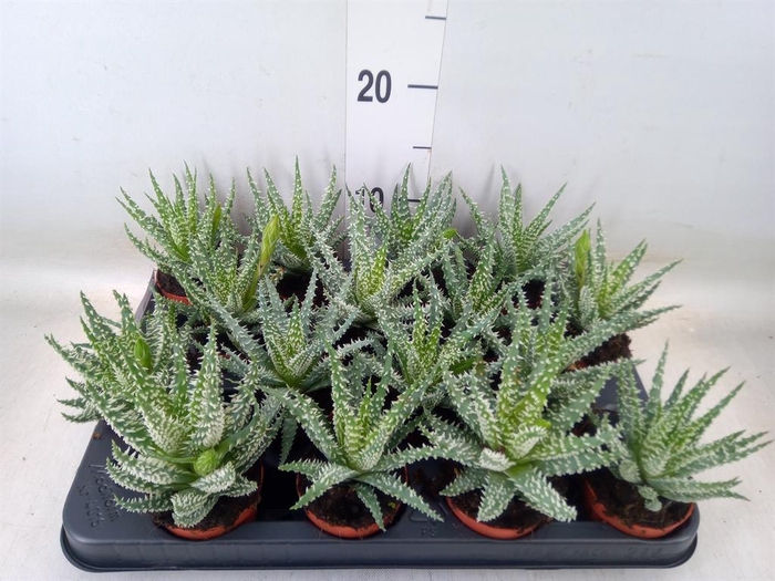 <h4>Aloe humilis</h4>